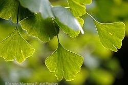 ginkgo