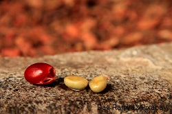 kaffeekirsche-mit-kaffeebohnen-klein