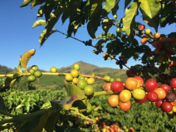 Hochland_Kaffeebohnen