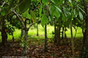 Kakaoplantage-mit-noch-grunen-Fruchten