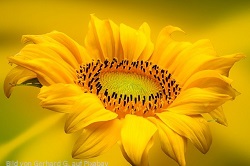 Sonnenblume