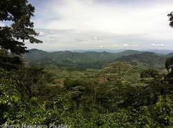 Kaffeeplantage-Nicaragua