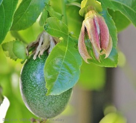 maracujafrucht-am-baum