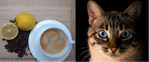 kaffee-vs-katerQXMw8Zvvx7JoV