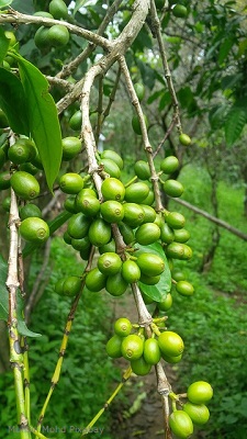 Kerala-Kaffee-Muhsin-Mohd