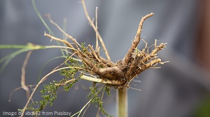 Baldrianwurzel Baldrianwurzel
