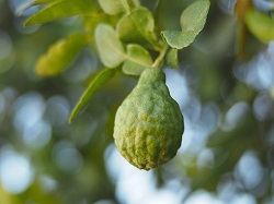 Bergamottefrucht BergamottesGjSME2tyDMbl