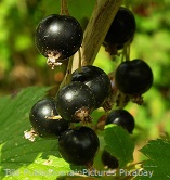Schwarze Johannisbeeren Bild-PublicDomainPictures-Pixabay