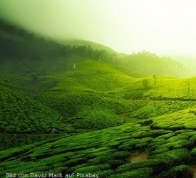 Teefeld im Nebel Bild-von-David-Mark-auf-Pixabay