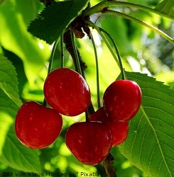 Kirschen am Baum Bild-von-Klaus-Montag-auf-Pixabay