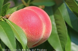 Pfirsich in der Sonne Bild-von-auf-Pixabay