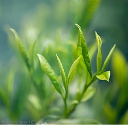 Gruener Tee Bild-von-raoyi163-auf-Pixabay