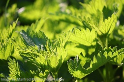 Brennessel BrennesselkiJfWTTNlzusS