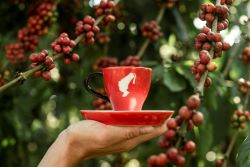 Hand hält Kaffeetasse im Hintergrund Kaffeebohnen am Strauch DSC07276