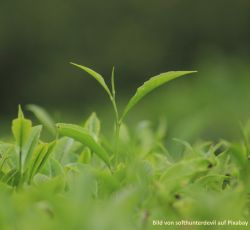 Darjeelings5uATMOd8Ow60