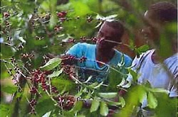 Kaffeeernte-Yirgacheffe Etiopian-Yirgacheffe