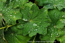 Frauenmantel Frauenmantel