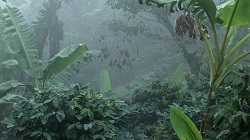 regenwald_lampocoy Guatemala_Lampocoy