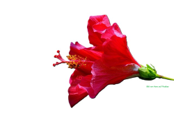 Hibiskusbl-te
