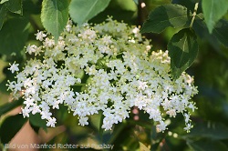 holunderbluete Holunderbl-te