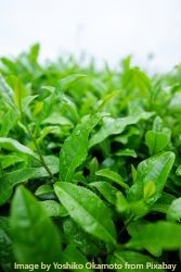 Japanischer Grüntee Japanischer-Gr-ntee