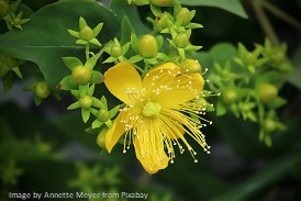 Johanniskraut Johanniskraut