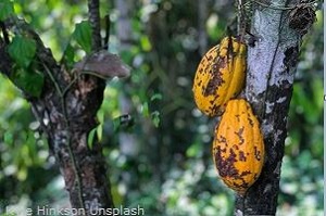 Reife-Kakaofrüchte Kakaobohnen