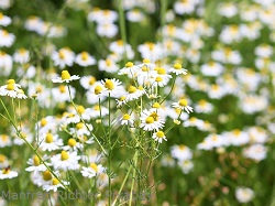 Kamillenblüten Kamillenblueten