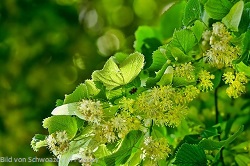 lindenbluete Lindenbl-ten