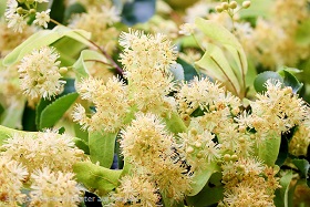 Lindenblüten Lindenbl-tenp1t8vFQJvi5qZ