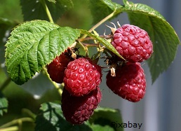 Himbeere Matthias-Bockel