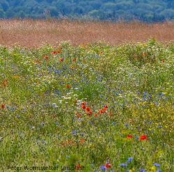 Blumenwiese Peter-Wormstetter-Unsplash