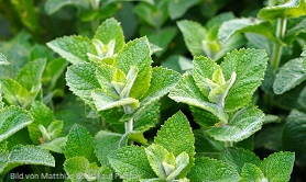 pfefferminze PfefferminzelBVSaP63eXR4I