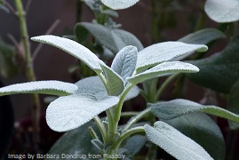 Salbeiblätter Salbeipflanze