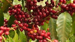 reife_rote_kaffeekirschen cafecita_reife_kaffeekirschengDWXptv5jV8BR