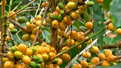 catuai_amarillo_kaffeekirschen catuai-amarilloxgWTibujjdAok