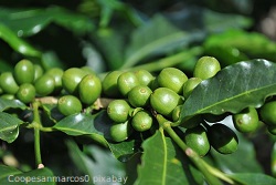 Gruene-Kaffeekirschen coopesanmarcos0
