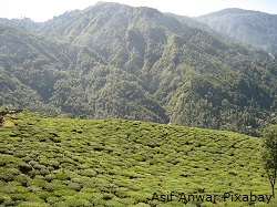 Teeplantage-Darjeeling