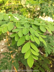 Moringa-Oleifera