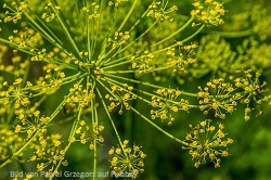 Fenchel