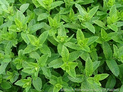 frische marokkanische minze marokkanische-minze