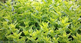 nanaminze marokkanische-minzeFexM7y59bfBtb