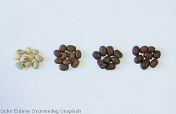 Kaffeebohnen-verschiedene-roeststufen ochir-erdene-oyunmedeg-0v_ipuR0KFk-unsplashm6qXXPmMd2VaR