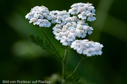 schafgarbe schafgarbe